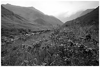 Wildflowers and mountains in the Tram Ton Pass area. Sapa, Vietnam (black and white)