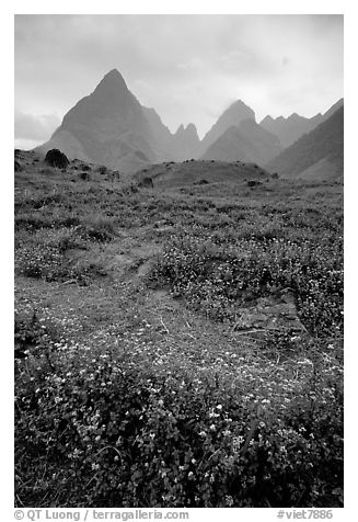 Wildflowers and peaks in the Tram Ton Pass area. Sapa, Vietnam