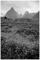 Wildflowers and peaks in the Tram Ton Pass area. Sapa, Vietnam (black and white)