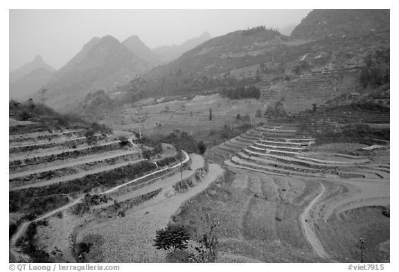 Dry cultivated terraces. Bac Ha, Vietnam