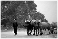 Boy keeping water buffaloes. Sapa, Vietnam (black and white)