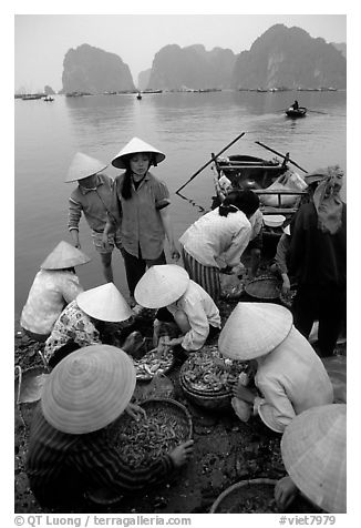 Women gathering around fresh fish catch. Halong Bay, Vietnam