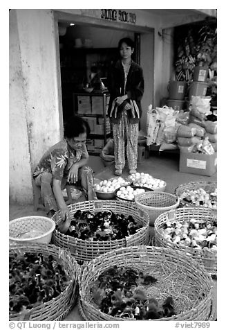 Chicks for sale. Cholon, Ho Chi Minh City, Vietnam (black and white)
