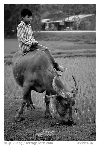 Boy sitting on water buffalo, near the Perfume Pagoda. Vietnam