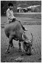 Boy sitting on water buffalo, near the Perfume Pagoda. Vietnam (black and white)