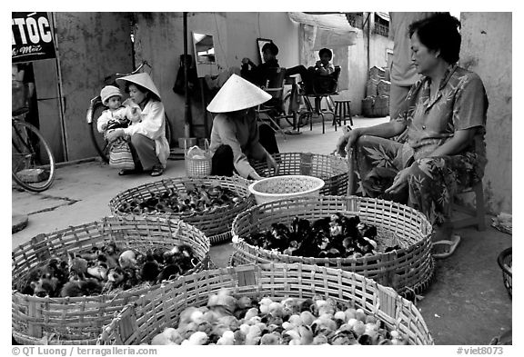 Live chicks for sale, district 6. Cholon, Ho Chi Minh City, Vietnam (black and white)