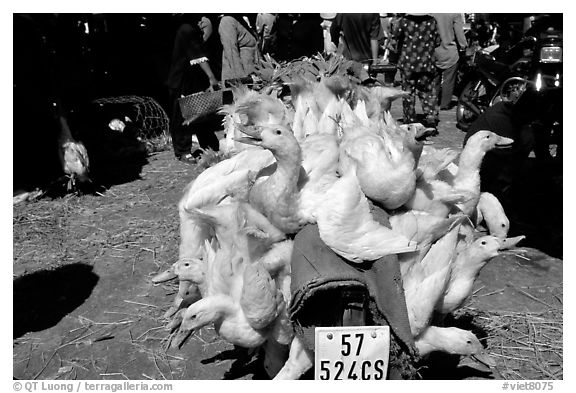 Transporting live ducks to the market. Cholon, Ho Chi Minh City, Vietnam (black and white)