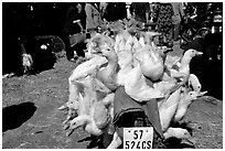 Transporting live ducks to the market. Cholon, Ho Chi Minh City, Vietnam (black and white)