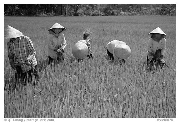 Labor-intensive rice cultivation. Ben Tre, Vietnam (black and white)