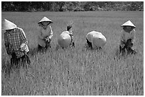 Labor-intensive rice cultivation. Ben Tre, Vietnam (black and white)