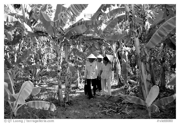 Banana tree plantation in the fertile lands. Ben Tre, Vietnam (black and white)