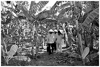 Banana tree plantation in the fertile lands. Ben Tre, Vietnam (black and white)