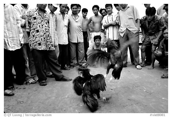 Rooster fight is a popular past time. Mekong Delta, Vietnam (black and white)