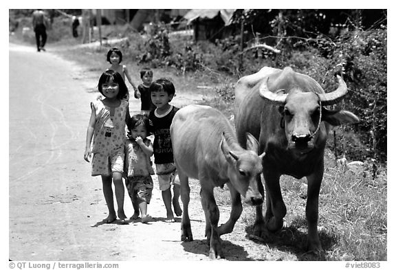 Children walk water buffalos,  very placid and strong animals. Mekong Delta, Vietnam (black and white)