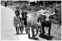 Children walk water buffalos,  very placid and strong animals. Mekong Delta, Vietnam (black and white)