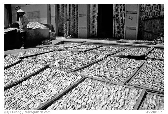 Fish being dried. Vung Tau, Vietnam (black and white)