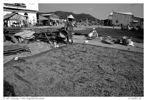 Shrimp being dried. Ha Tien, Vietnam