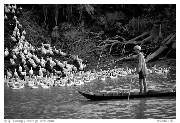 Herding a flock a ducks, near Long Xuyen. Mekong Delta, Vietnam (black and white)