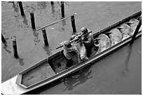 Transporting live pigs, near Phung Hiep. Can Tho, Vietnam ( black and white)