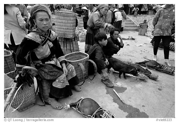Pigs ready to be carried away for sale, sunday market. Bac Ha, Vietnam (black and white)