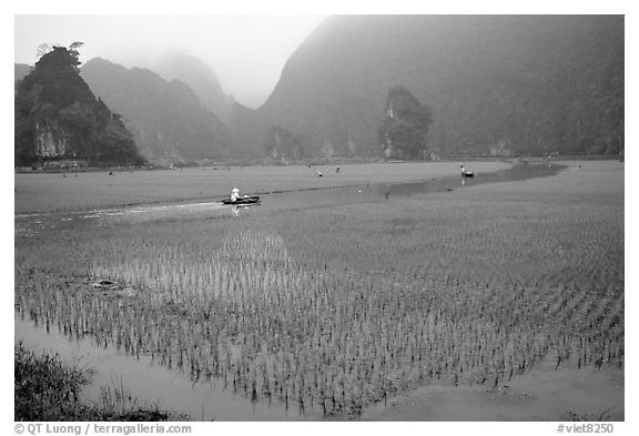 Rice fields, river, and misty mountains of Tam Coc. Ninh Binh,  Vietnam (black and white)