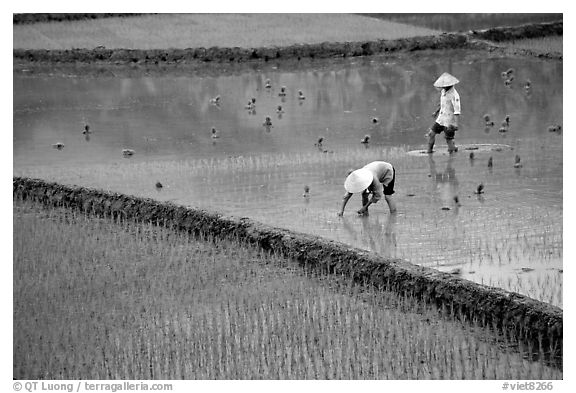 Tending to rice field in the mountains. Vietnam