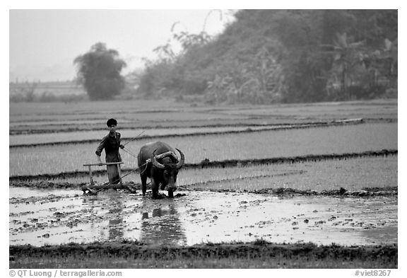 Working the rice field with a water buffalo in the mountains. Vietnam (black and white)