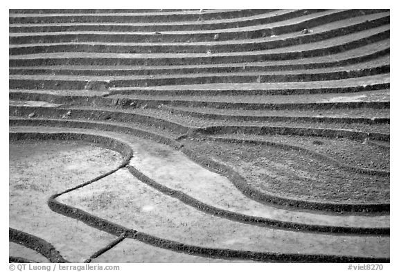 Terraced rice fields. Sapa, Vietnam