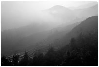 Morning fog on terraced rice fields. Sapa, Vietnam (black and white)