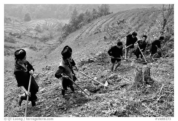 Hmong people working on terraces. Sapa, Vietnam