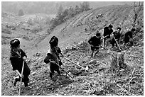 Hmong people working on terraces. Sapa, Vietnam (black and white)