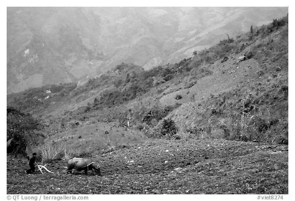 Working on a hill side with a water buffalo. Sapa, Vietnam
