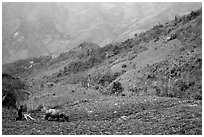 Working on a hill side with a water buffalo. Sapa, Vietnam (black and white)