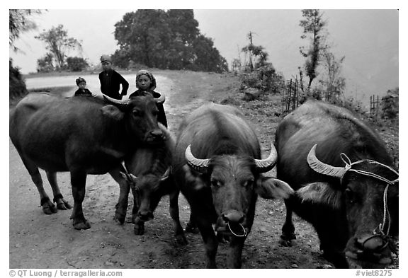 Water buffalo and mountain children. Sapa, Vietnam