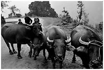 Water buffalo and mountain children. Sapa, Vietnam (black and white)