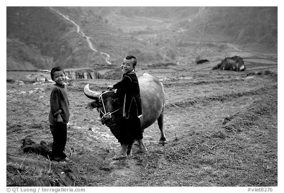 Playing with the water buffalo. Sapa, Vietnam