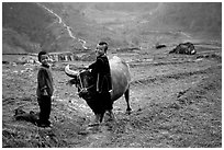 Playing with the water buffalo. Sapa, Vietnam (black and white)