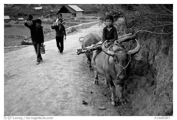 Returning from the fields with the buffalo. Bac Ha, Vietnam