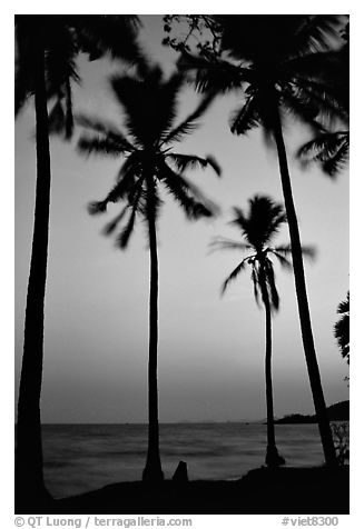 Palm trees swaying in the breeze at sunset. Hong Chong Peninsula, Vietnam