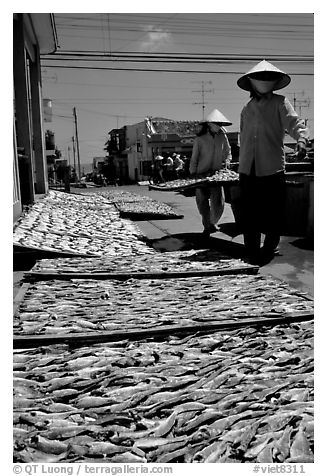 Women carrying a panel of fish being dried. Vung Tau, Vietnam