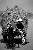 Cow carriage loaded with hay. Mekong Delta, Vietnam ( black and white)