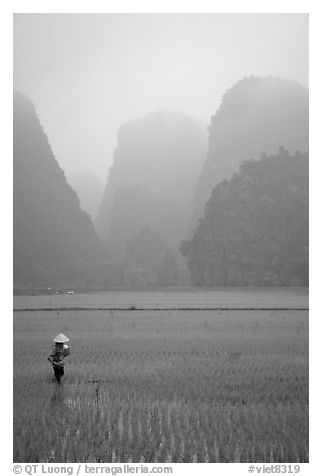 Woman tending to the rice fields, with a background of karstic cliffs in the mist. Ninh Binh,  Vietnam