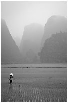 Woman tending to the rice fields, with a background of karstic cliffs in the mist. Ninh Binh,  Vietnam (black and white)