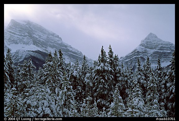 Conifer sand foggy peaks in winter. Banff National Park, Canadian Rockies, Alberta, Canada