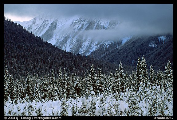 Trees, mountains and clouds. Banff National Park, Canadian Rockies, Alberta, Canada (color)