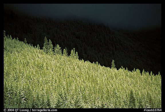 Conifer forest in storm light. Banff National Park, Canadian Rockies, Alberta, Canada (color)