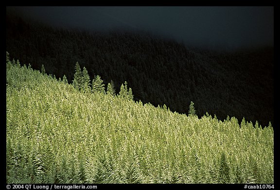 Conifer forest in storm light. Banff National Park, Canadian Rockies, Alberta, Canada