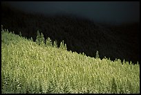 Conifer forest in storm light. Banff National Park, Canadian Rockies, Alberta, Canada