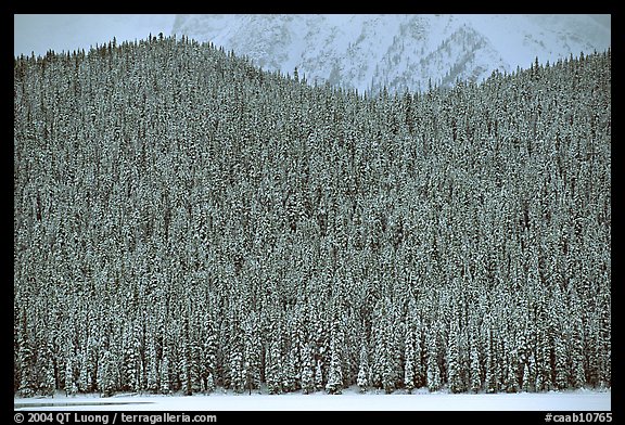 Hill with snowy conifers. Banff National Park, Canadian Rockies, Alberta, Canada (color)