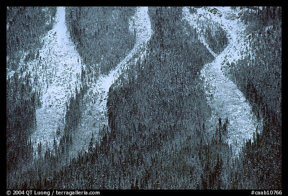 Avalanche gullies. Banff National Park, Canadian Rockies, Alberta, Canada